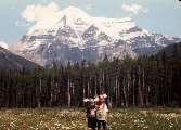 Mount Robson Canada - Moose