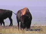 Badlands Buffalo