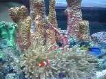 Epcot Aquarium