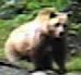 Bear posing