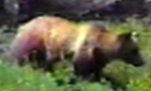 Bear moving