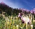 A Bighorn Sheep near the Highline trail - Glacier 96